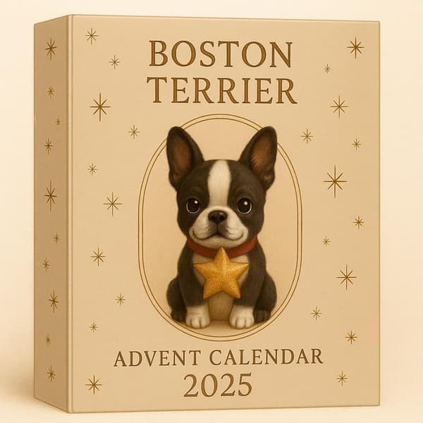 Boston Terrier Adventskalender 2025 1