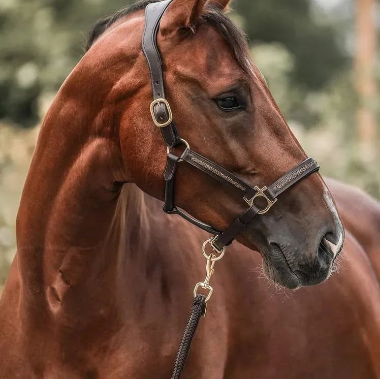 HorseDays™ – Ein Weihnachtscountdown für wahre Pferdeliebhaber 4